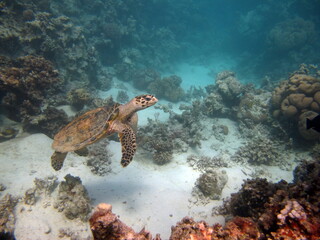 Naklejka na ściany i meble Hawksbill sea turtle (CR species) Hawksbill Turtle - Eretmochelys imbricata.
