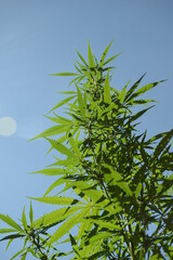cannabis plant