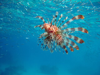 Lion Fish in the Red Sea.