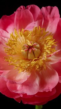 Vertical time lapse of a peony flower opening up.