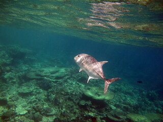 Beautiful fish on the reefs of the Red Sea.