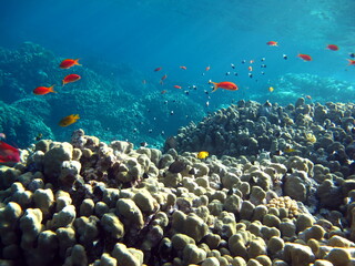 Obraz premium Colorful tropical fish on a coral reef, amazingly beautiful fairy world. In the coral gardens of the Red Sea.