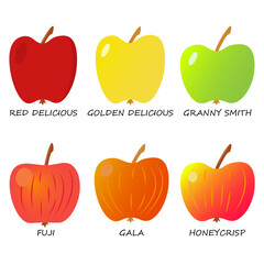 set of varieties apples,food illustration , eps 10