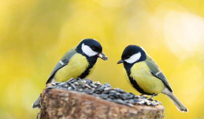 Little birds perching on the tree stump with sunflower seeds. Great Tit