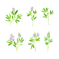 Fototapeta na wymiar Alfalfa or Lucerne Healing Flower with Elongated Leaves and Clusters of Small Purple Flowers Vector Set
