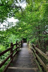 나무, 경로, 네이처, 교량, 나무, 나무, 공원, 나무로 되는, 나무, 보도, 경관, 판자, 길, h2o, 산책로, 길거리, 통로, 하이킹, 보도, 여름, 걷다, 나무, 나뭇잎, 계단, 여행