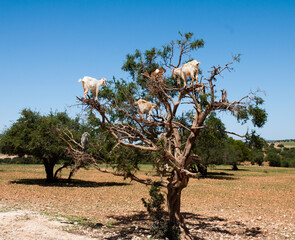 Kozy na drzewie © Art-Park