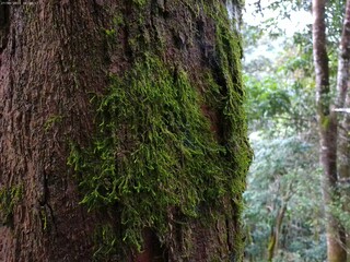 Corteza de árbol 