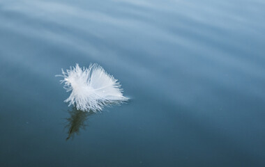 White Feather Floating on Blue Water