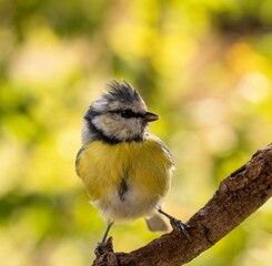 young blue tit on a branch