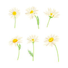 Common Daisy or Bellis Perennis on Stem with White Ray Florets and Yellow Disc Floret Vector Set