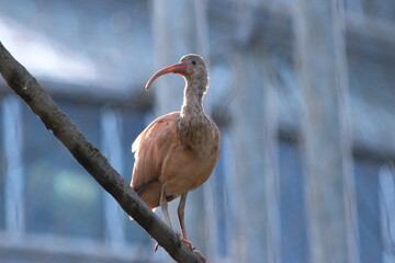 Ibis