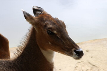 animal
