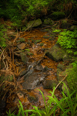 Glinna creek in national park in Poland mountains in summer day