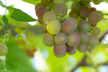 Pink grapes ripen on the vine, northern grapes