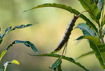 Caterpillar of hawk moth feeding on rosebay willow herb