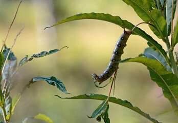 Caterpillar of hawk moth feeding on rosebay willow herb