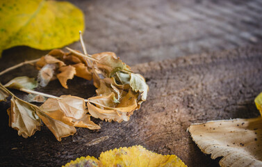 autumn dried leafs above a wood table