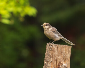 Gray Jay or Canada Jay in Alaska