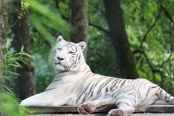 tigre blanc