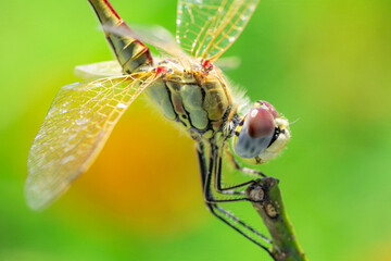A dragonfly is sitting on a twig