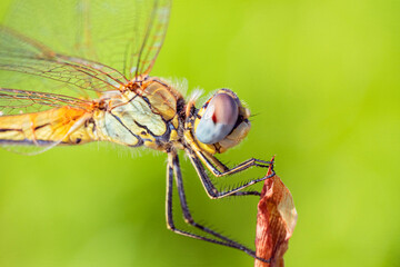 A dragonfly sits on a red flower