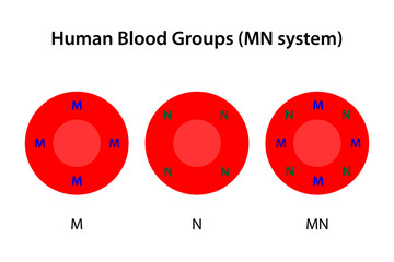 Human blood groups, MN system - obrazy, fototapety, plakaty