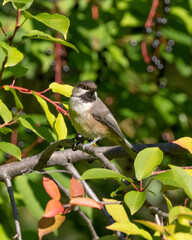 Boreal Chickadee Perched in a Chokecherry Tree