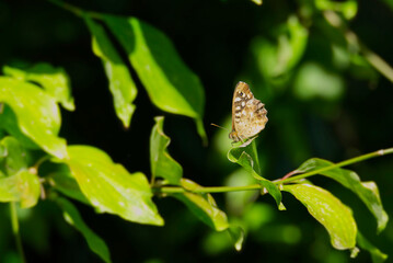 Speckled Wood Butterfly (Pararge aegeria) perched on green leaf in Zurich, Switzerland
