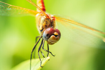 Dragonfly smile and a paw for dating