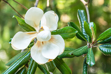 Fading large white magnolia flower with foliage © Нина Кончакова