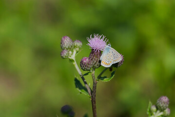 Silver-studded blue (Plebejus argus) butterfly with closed wings perched on pink flower in Zurich, Switzerland
