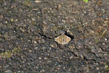 Mallow skipper (Carcharodus alceae) butterfly sitting on stone ground in Zurich, Switzerland