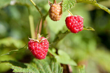 branch of ripe raspberries in a garden