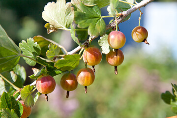 Gooseberry. Fresh and Ripe Organic Gooseberries Growing in the Garden
