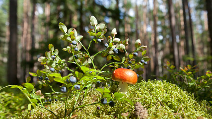 Russula mushroom with a red hat. Sunny day in the woods. Wild berries and mushrooms. Forest landscape.