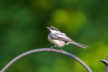 A Black-capped Chickadee in Alaska