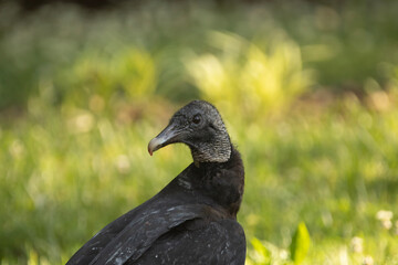 Vulture close up on the grass