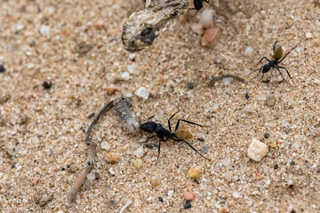 Namibia, ant eating a worm in the Namib desert, with the head of a dead snake, Saharan horned viper, in background, life cycle
