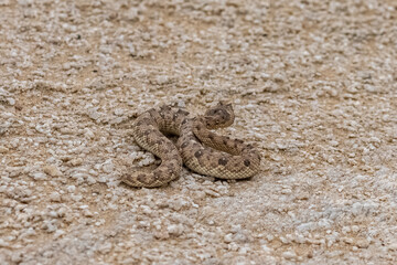 Saharan horned viper, Cerastes cerastes, snake in the sand in the Namib desert
