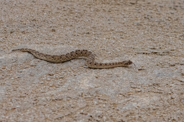 Saharan horned viper, Cerastes cerastes, snake in the sand in the Namib desert
