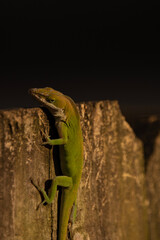 lizard on a tree