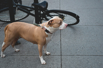 Female pitbull dog tied up to a poll on a street waiting for her owner