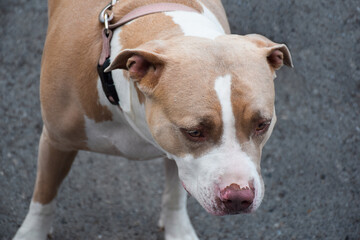 Closeup portrait of pitbull dog on a leash