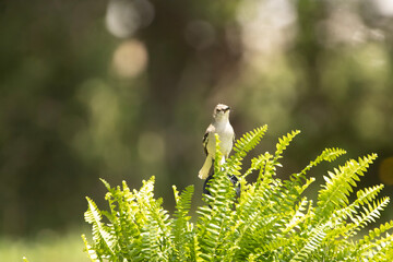 bird on a fern
