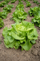 butterhead lettuce  in the garden