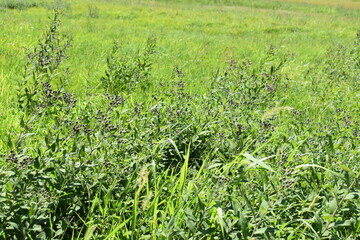 Fototapeta na wymiar Grass and Flowers in a Field