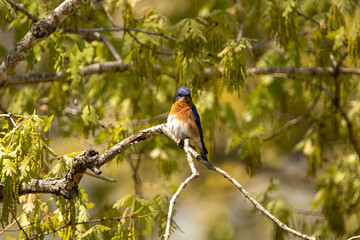 robin on branch