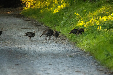 Turkeys crossing the road