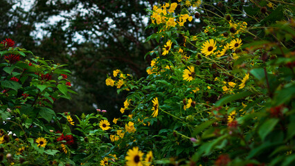 flowers in the garden